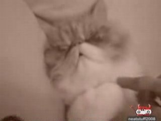 Dure la vie de Chat