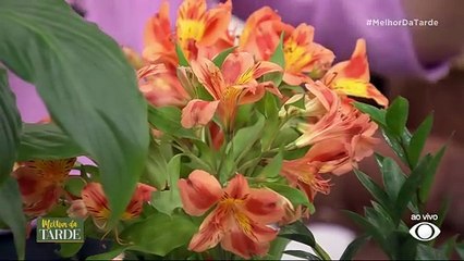 Feng Shu: qual a melhor planta para ter na sala e quarto? Saiba mais | Melhor da Tarde