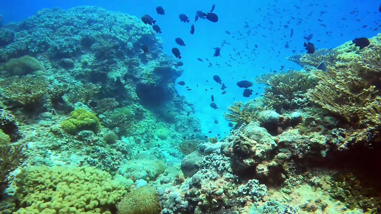 100 feet record