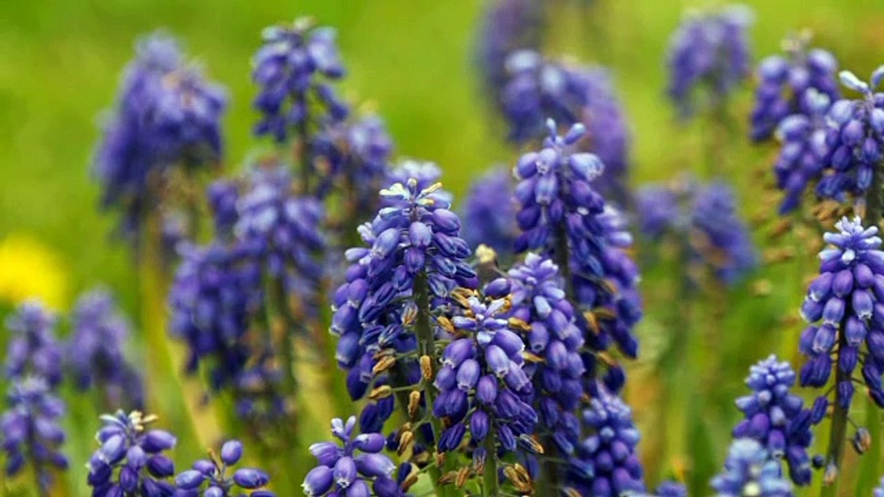 Meditation Music for positive energy boosting healing meditation music ‎#Norway ‎#United States of America  ‎#USA  ‎#Australia  ‎#Sweden ‎#Demmark  ‎#Canada  ‎#English  ‎#German  ‎#France #Viral. ‎