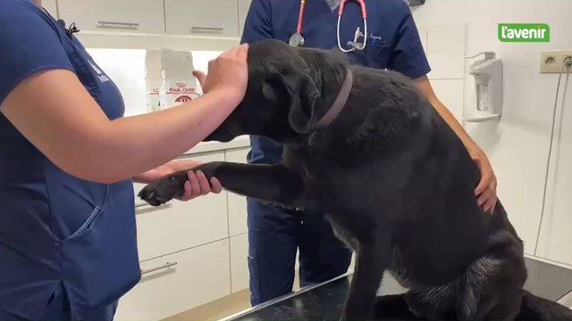 La pénurie de sang touche aussi les animaux : un appel aux maîtres est lancé pour alimenter la banque de sang pour chiens et chats