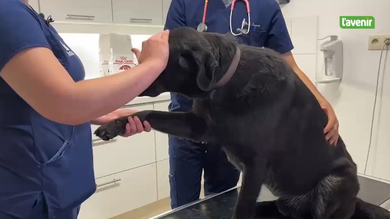 La pénurie de sang touche aussi les animaux : un appel aux maîtres est lancé pour alimenter la banque de sang pour chiens et chats