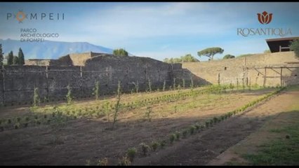 A Pompei rivive il giardino della casa di Ercole come 20 secoli fa