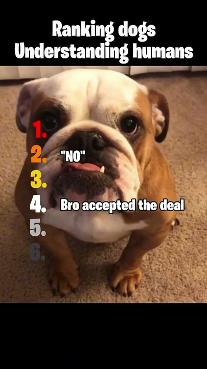 Ranking Dogs Understanding Humans