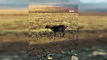 Araban Ovası’nda buğday tarlalarında yangın: 500 dönüm ekili alan kül oldu