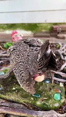 لحضه تخم گذاری مرغ