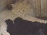 [l'Âme Animal]Une Chatte adopte des chiots