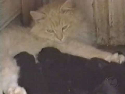 [l'Âme Animal]Une Chatte adopte des chiots
