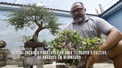 Bonsai encanta paraenses ao unir filosofia e cultivo de árvores em miniatura