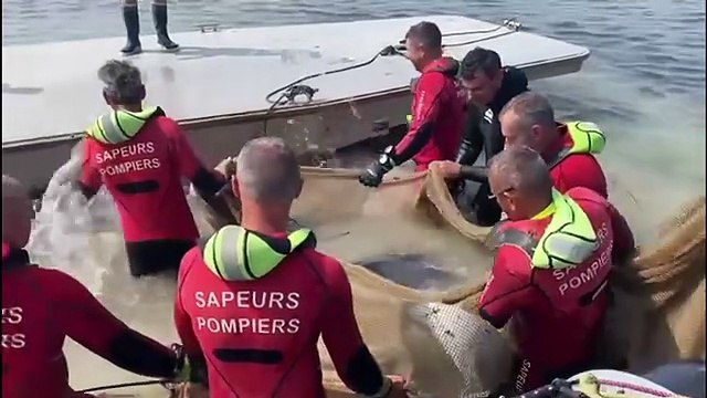 Les diables des mers échoués sur nos côtes et dans l'étang de Thau secourus par nos anges gardiens !