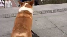 This corgi is a skateboarding champion