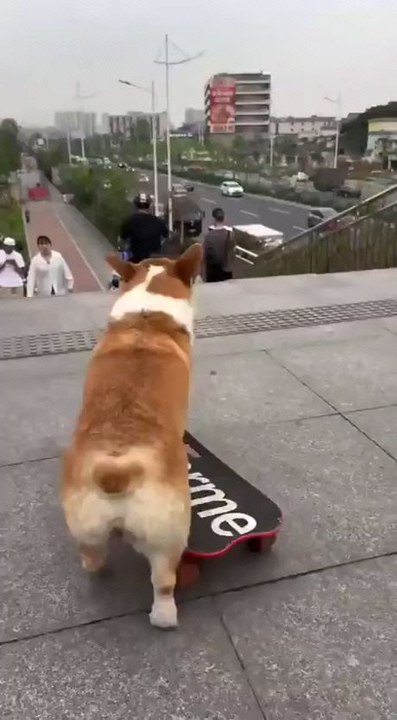 This corgi is a skateboarding champion