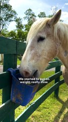Bonded Horses Saved From Kill Pen Can’t Stop Kissing Each Other 💕🐎