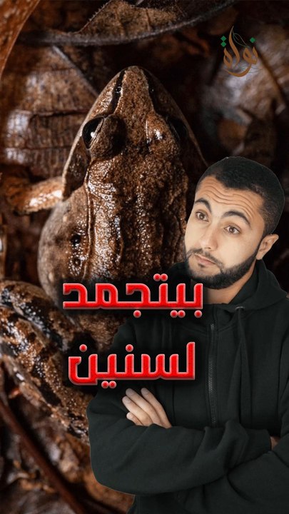 🧊 كائن يتجمد لسنين ويرجع طبيعي؟https://psce.pw/7q9nen#النواة #ضفدع_الخشب #Alnawa #dubai🇦🇪 #dubailife #wood_frog #Lithobates_sylvaticus #trending #travel #nature #wildlife