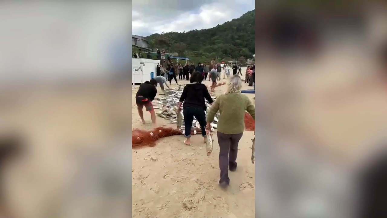 Mais de 5 toneladas de peixes são pescadas em praia próxima à Grande Florianópolis; veja vídeo