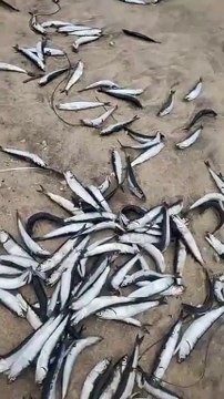 Peces muertos son encontradas en las orillas de Playas de Rosarito