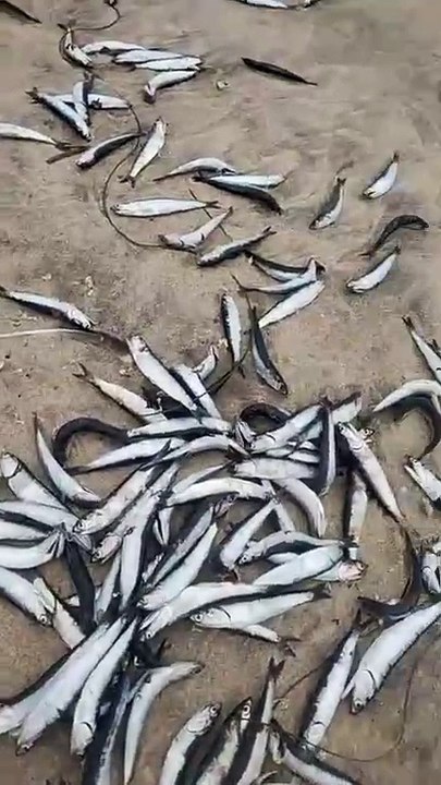 Peces muertos son encontradas en las orillas de Playas de Rosarito