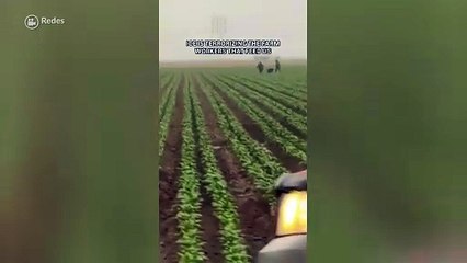Redadas llegan al campo californiano con agentes de ICE correteando a migrantes