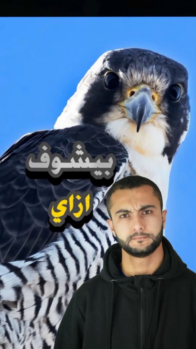 إزاي بيشوف صقر الشاهين فريسته من 3 كيلو فوق السما؟! 👀🦅😳https://psce.pw/7q9za5#النواة #صقر #صقر_الشاهين#Alnawa #dubai🇦🇪 #falco #Falco_peregrinus #dubailife #trending #travel #nature #wildlife