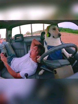 #dog #friend #sn2sg #chill #sunnight #vibes #butterandlove #sunnightpop #sunnightmusic #drive #trip #travel #inlove #together #happytogether #enjoylife #friends #doglove #petlover #dreamy #fantasy #healing #relaxing #soulmate