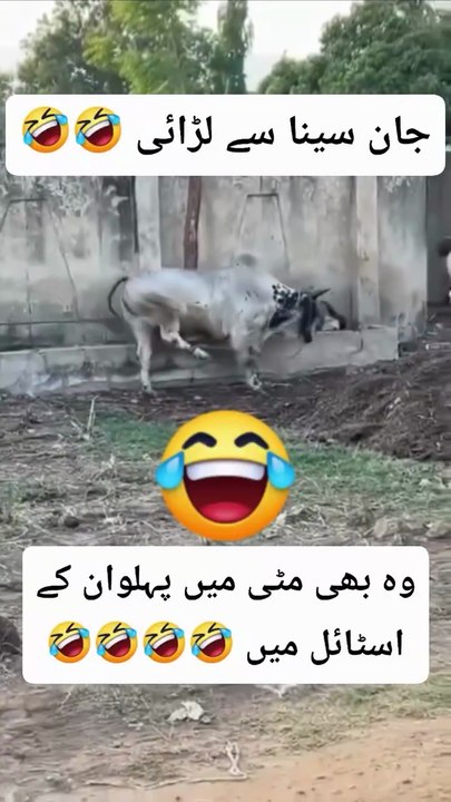 جانوروں کے ساتھ پنگا نہیں لینا چاہیے