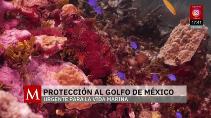 Oceana pide una zona de salvaguarda en el Golfo de México | Milenio Hábitat