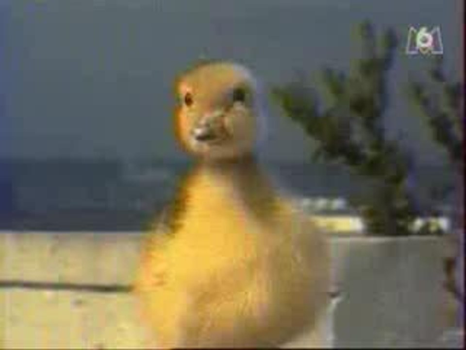 Les Rabbins Volants - Coin Coin