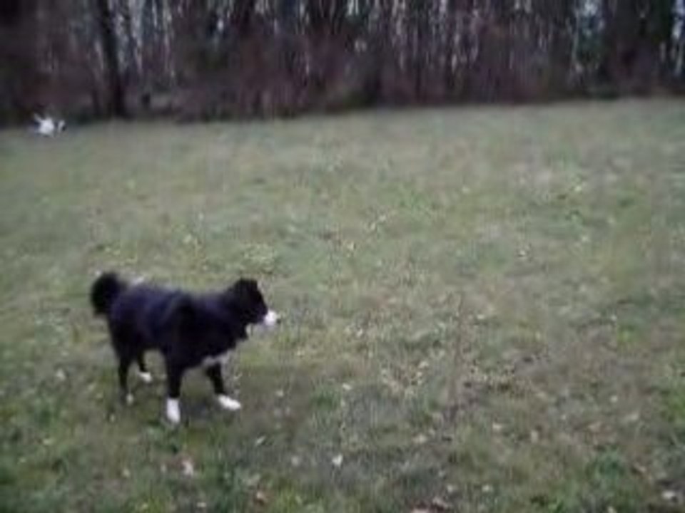 Ma chienne Lou : Approche du baton