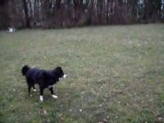 Ma chienne Lou : Approche du baton
