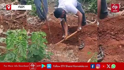 ಗದಗ: ಮೊಟ್ಟೆ ಸಮೇತ ನಾಗರಹಾವು ರಕ್ಷಣೆ: WATCH VIDEO..