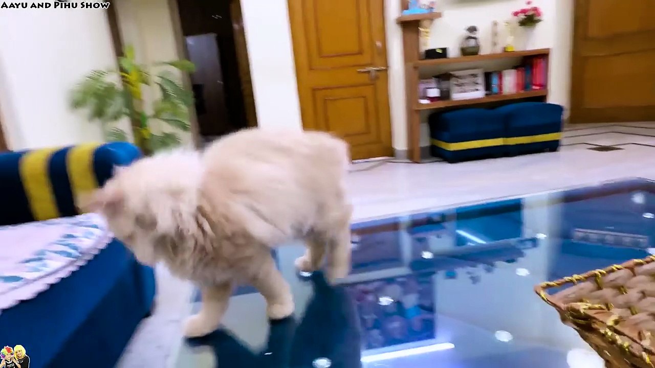 FIRST JOB MIL GAYI _ Family Vlog _ Aayu and Pihu Show(720P_HD)