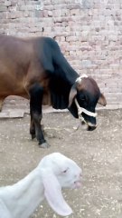 Faith. Sacrifice. Blessings #Qurbani2025 #EidAlAdha #EidMubarak #SacrificeWithLove #ShareTheBlessing #IslamicTradition #EidVibes #SpiritualJourney #CelebrateWithFaith #GivingBack