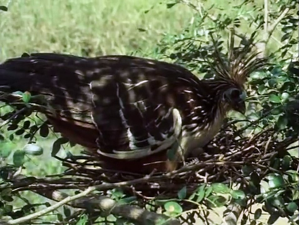 Life on Earth (1979)  E08 - Lords of the Air