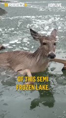 Three Deer Fell Through the Ice—Then a Drone Came to the Rescue