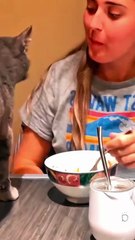 Cat are mentally ill 🐱