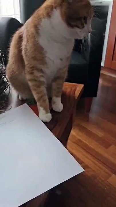 Red Cats RULE 😂🐾#cats #funnycats #funnyanimals #shorts #catshorts #cutecats #boss #viralcats