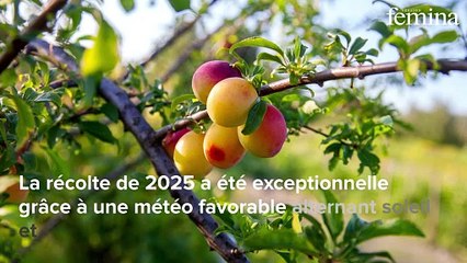 Cette recette de tarte tatin aux mirabelles de Lorraine, à faire avec 4 ingrédients, est le dessert parfait pour attaquer la rentrée