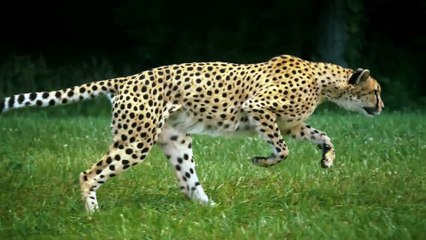 The way this cheetah moves