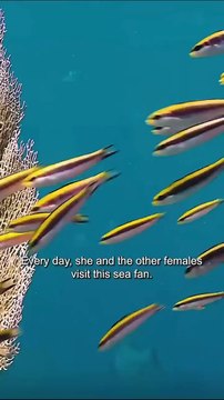 This Female Wrasse Fish pauses her female hormones and releases male hormones to turn into a male to