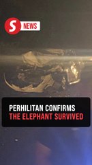 Woman hurt after car hits elephant in Mersing