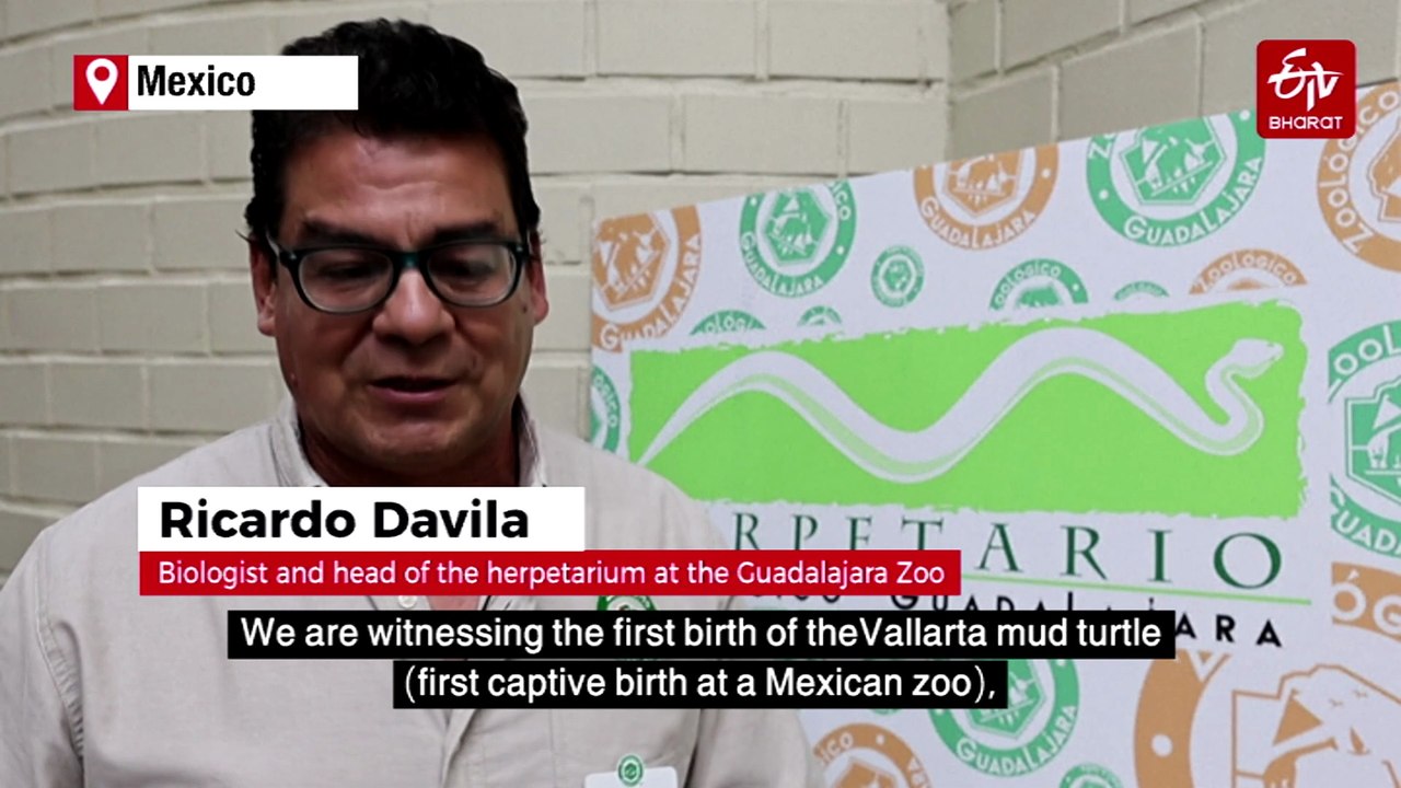 Endangered Vallarta Mud Turtle, 'Smallest Turtle In The World', Born In Mexican Zoo