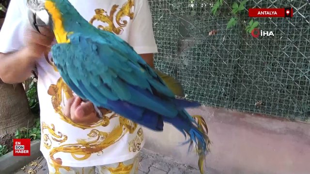 Turgut Özal'ın kaybolan papağanı 3 gün sonra bulundu
