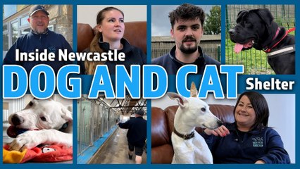 How we rehome at Newcastle Dog & Cat Shelter