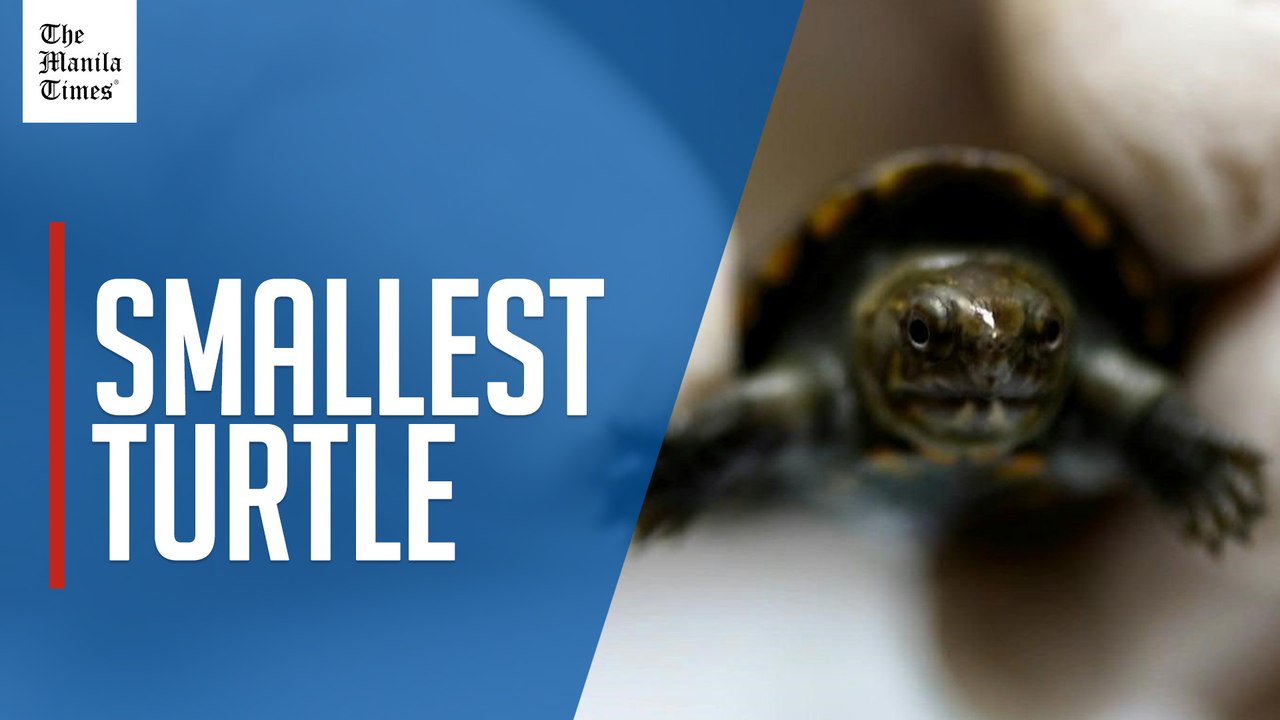 Endangered Vallarta mud turtle, 'smallest turtle in the world,' born in Mexican zoo