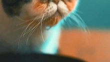 Os animais mais fofos do mundo N•253