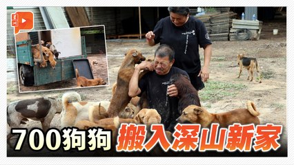 地主收回土地 双溪珠“狗狗爱心之家”带700浪浪搬新家