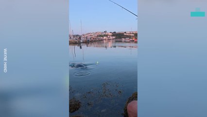 Fisherman Stared Down by Relentless Seal