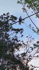 Escucha el Canto del TOCORORO: El Sonido del Alma de Cuba 🇨🇺 (Sonido Real)