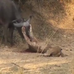 Epic Lion vs Buffalo battle at Mwamba Bush Camp