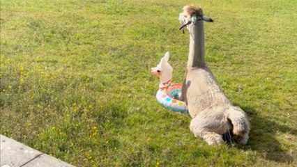 Alpaca finds love in an alpaca pool floaty after it lands in his paddock